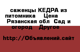 саженцы КЕДРА из питомника  › Цена ­ 55 - Рязанская обл. Сад и огород » Другое   